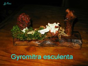 Gyromitra esculenta n