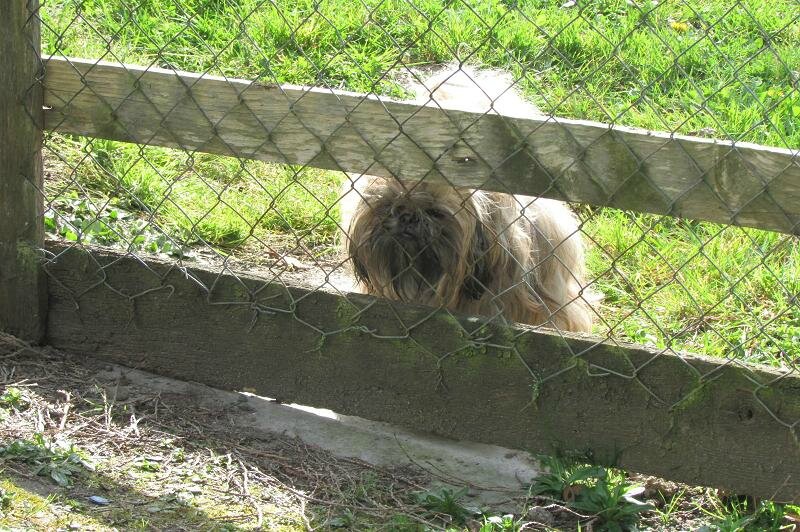 Poules nègre soie arrivées samedi 2