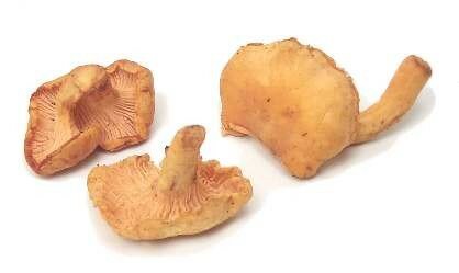 chanterelles