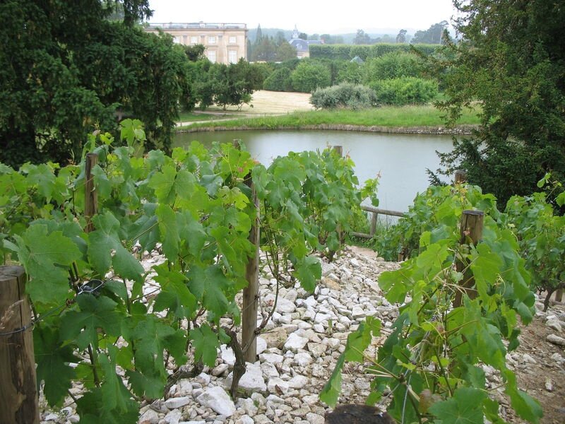 Versailles, château, petit TRianon, vigne (78)