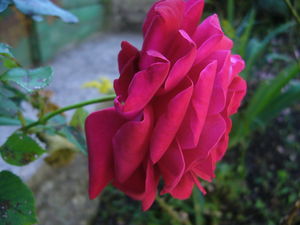 rose_rouge_ancienne