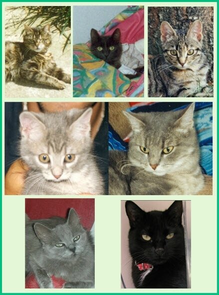 nos chats