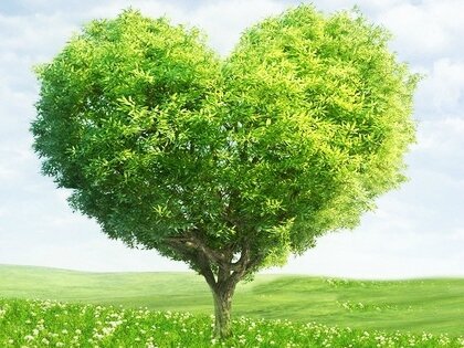 arbre-coeur