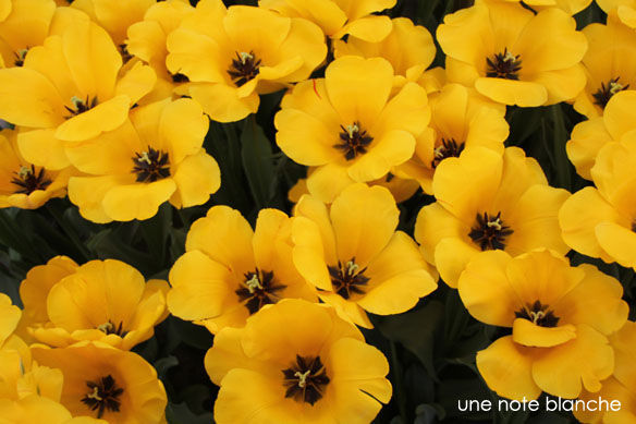 Keukenhof_tulipe_jaune_noir