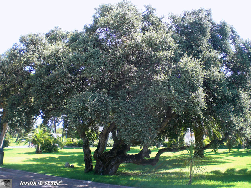 Chêne liège • Quercus suber • Famille des Fagaceae