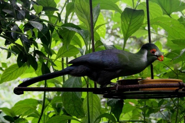 touraco-joues-blanches-e