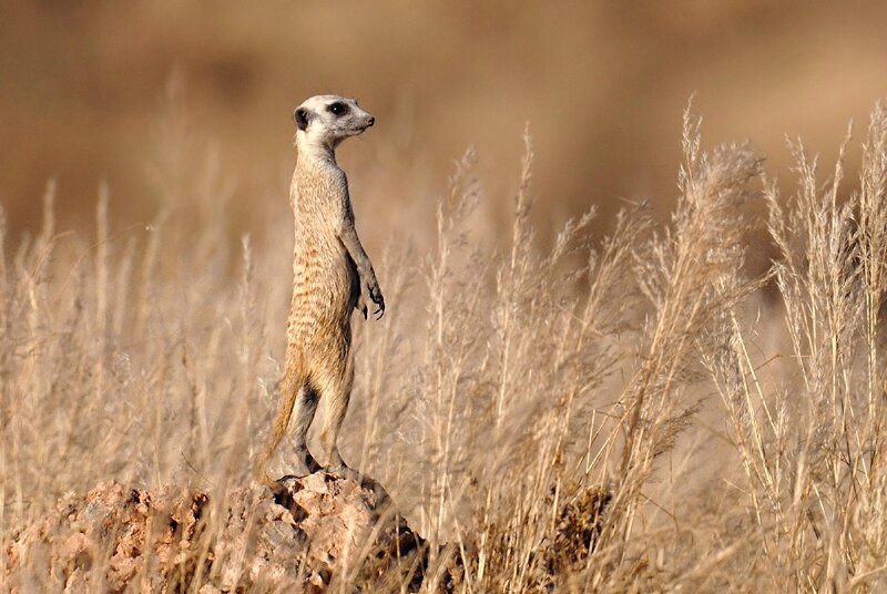 suricate-dsc_0114-1-fae6bf