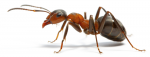 elevate-pest-control-ant-control