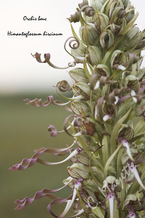 Orchis_bouc_06