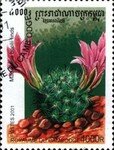 Mamillaria