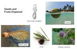 Seeds_and_fruits_dispersal