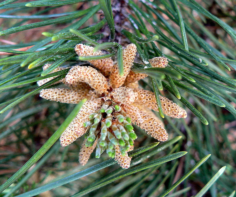 pin fleur mâle