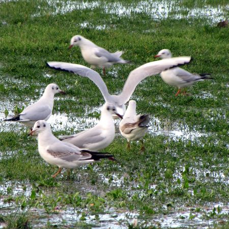 Oiseaux ile de re foto Mo2 (63)-h1500