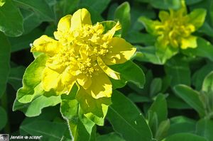 Euphorbia-polychroma