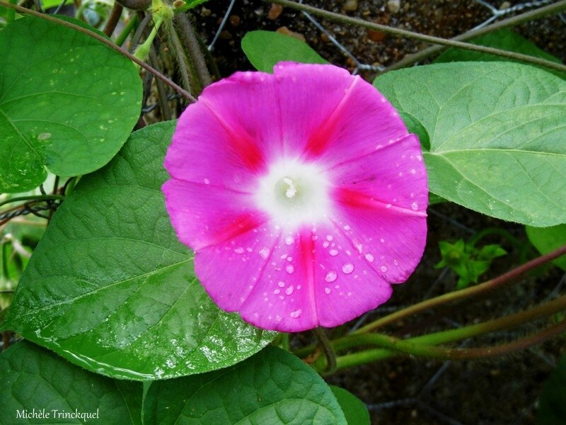 1-Fleurs de Léon 040917