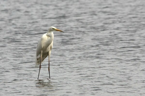 aigrette-c