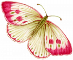 papillon framboise