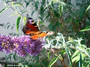 Papillon_buddleia