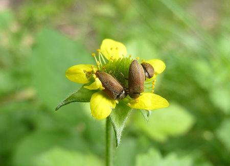 bestioles