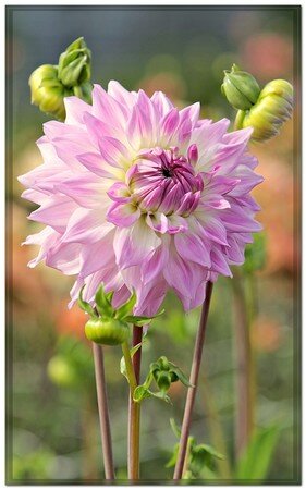 _MG_0512copie_outMom_s_Special