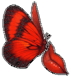 papillon152