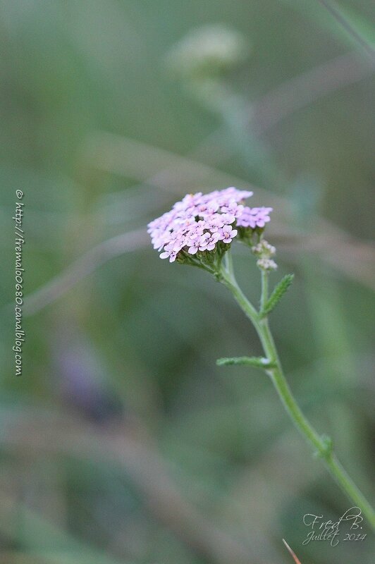 Achillea millefolium