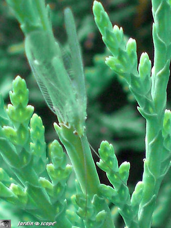 Chrysoperla_carnea