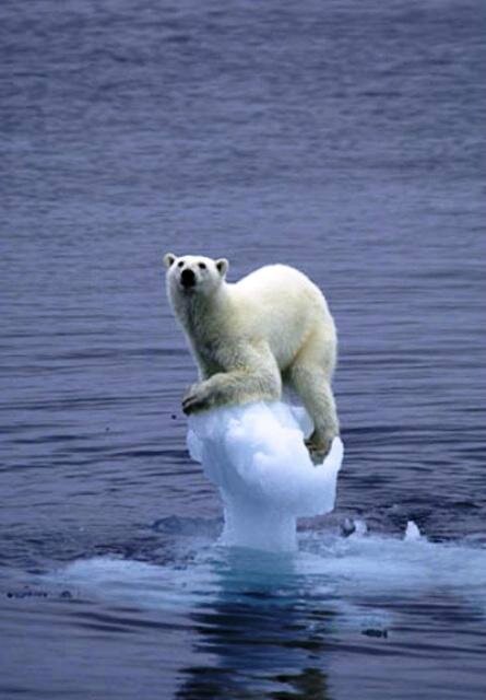 Globl Warming Polar Bear