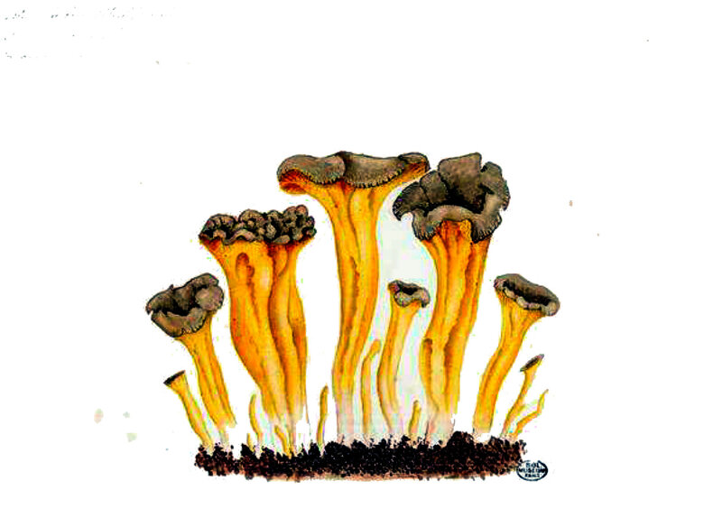 47 Cantharellus infundibuliformis