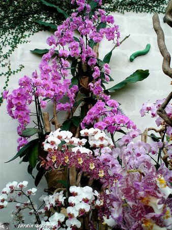 Orchidees_en_cascade