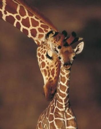 bebes_giraffes_1274135