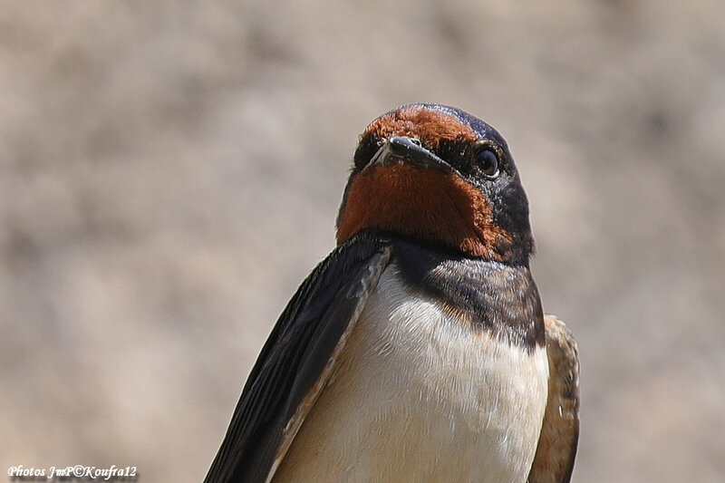 Photos JMP©Koufra 12 - Le Caylar - Hirondelle - 23052019 - 0023