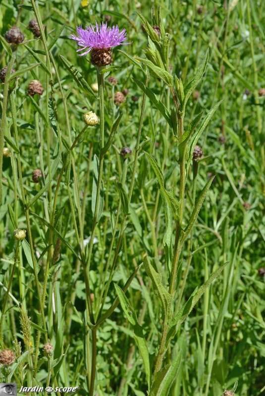 Centaurea-cyanus