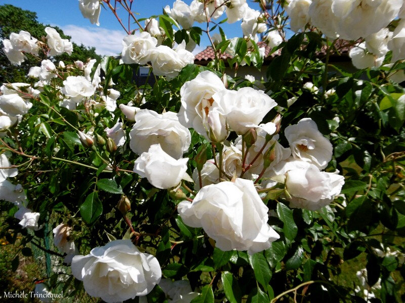 Fleurs de Léon 260518