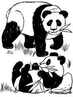 coloriage_panda