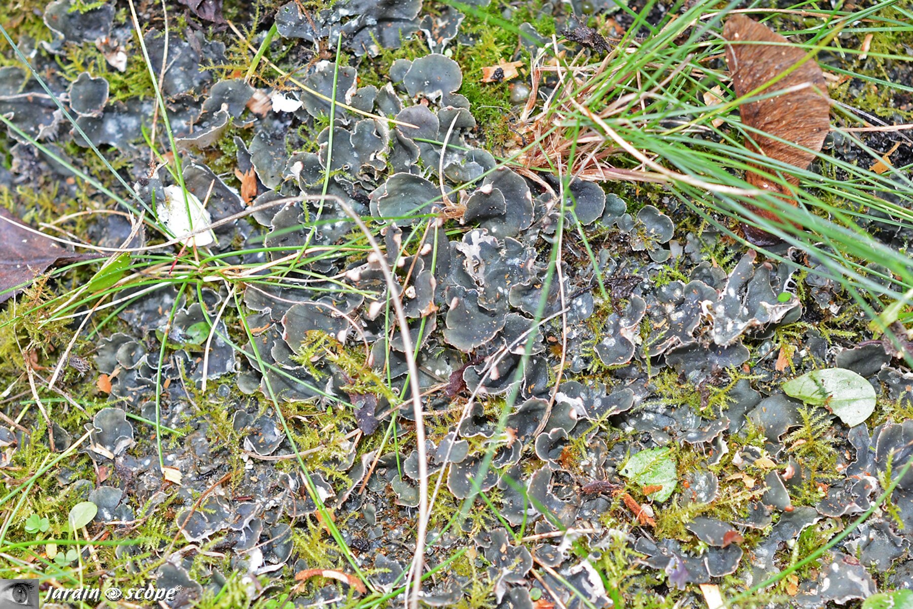 Lichen Peltigère des chiens • Peltigera canina • Famille des Peltigeraceae