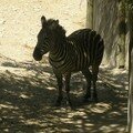 zoo vincennes