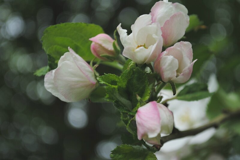 26 fond flou pommier