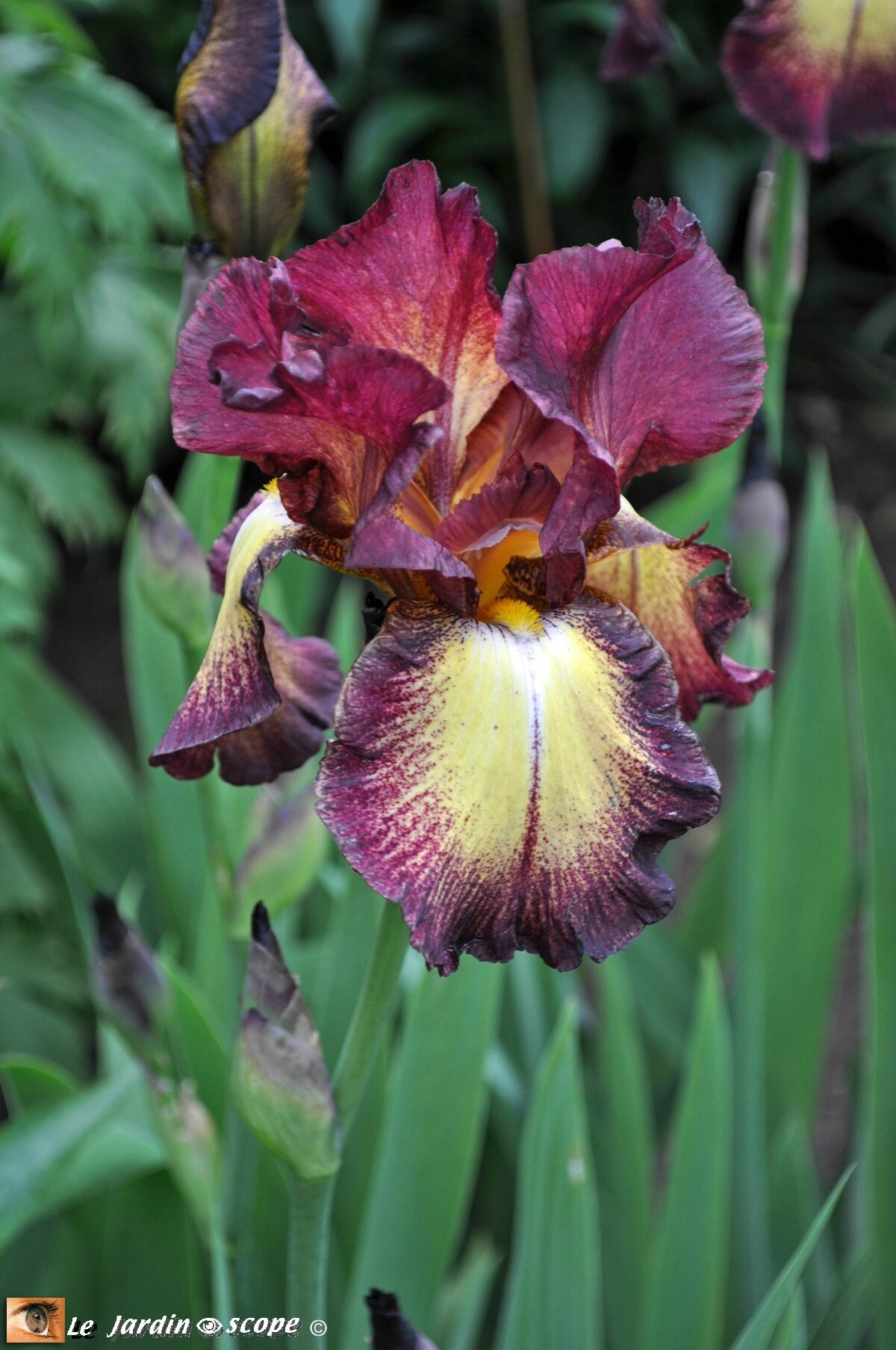Iris-Provençal