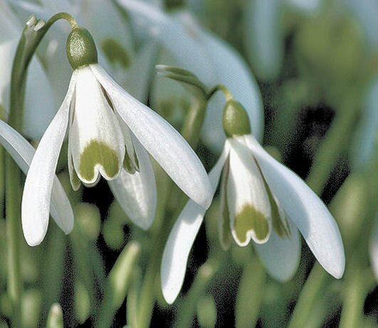 perce neige