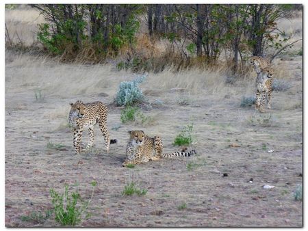 twyfelfontein-cheetacamp (155)