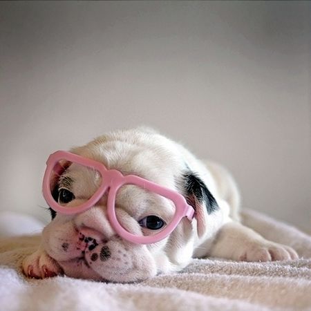 pink_glasses_pup_560