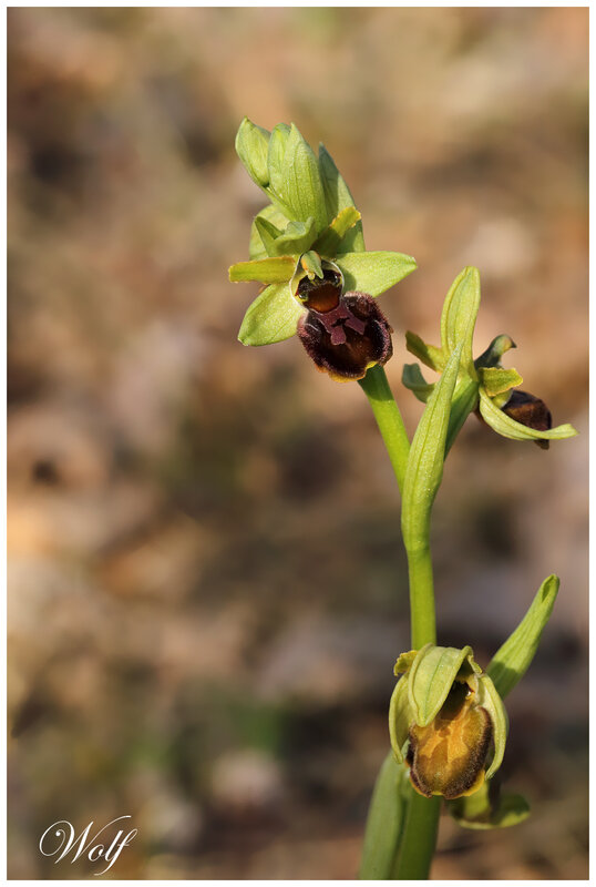 op-sphego-nddc-21-01