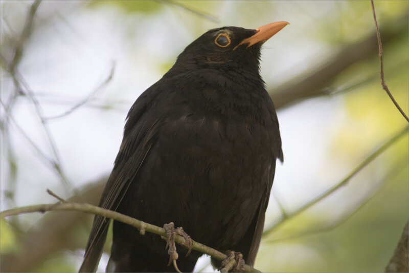 Oiseau merle 4 210421