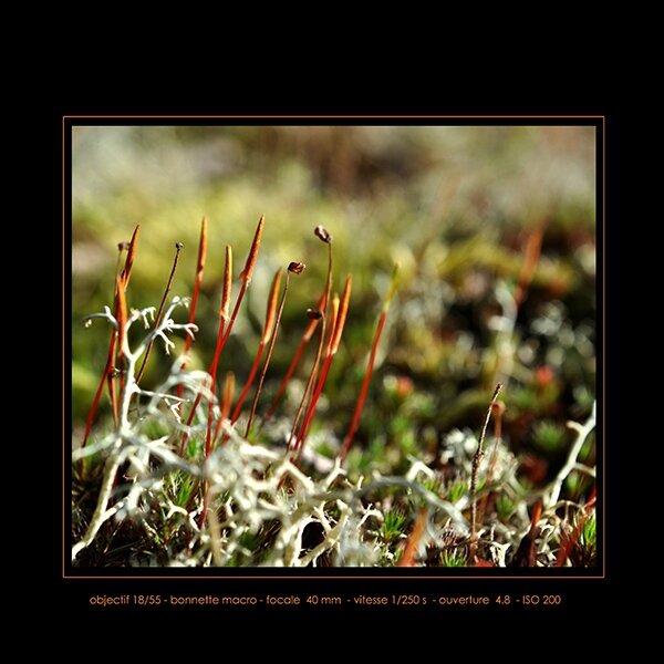 macro MOUSSE BORD DU PETIT LAC