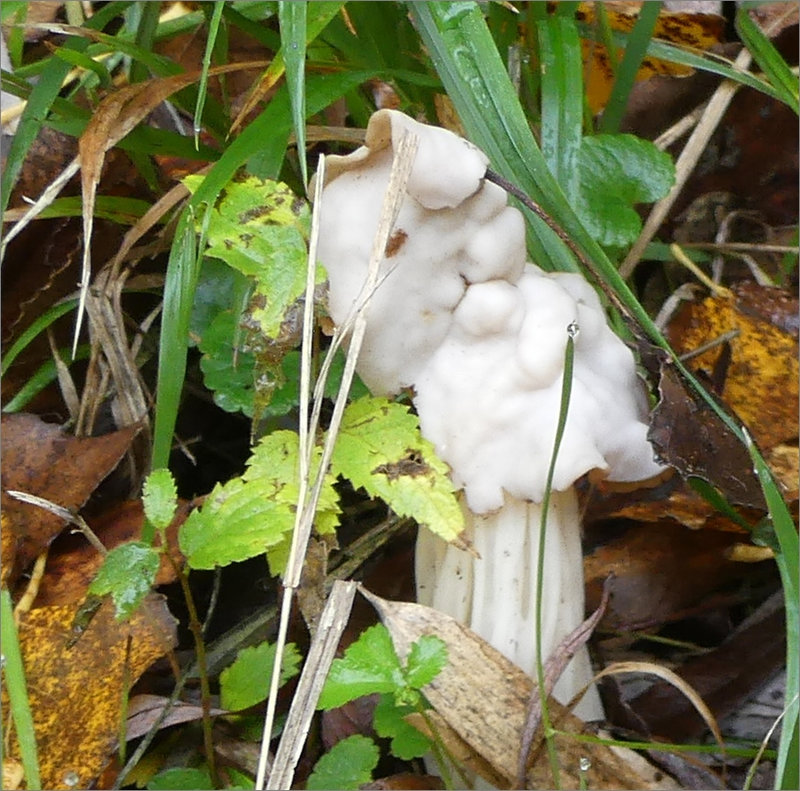 Champignons blancs 241122 1 ym chat