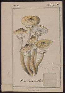 Gillet_Armillaria_Mellea