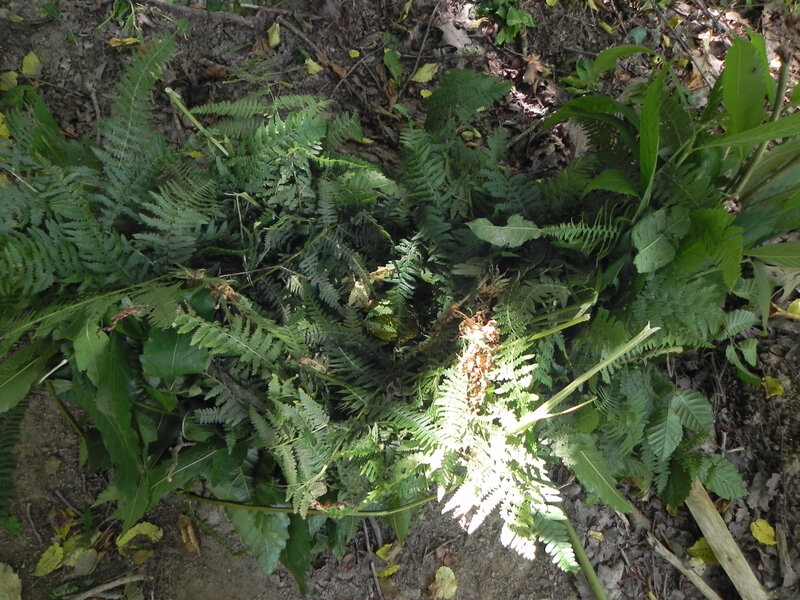 2013 07 27 le millard auvergnat (solignac) (38)