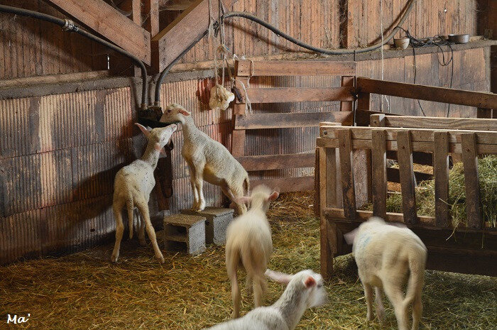 180429_ferme_routes_5