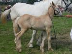 Poulain Boulonnais par Quolin Maillard et Altesse de la Course - Concours National - Samer (62) - 26 juillet 2014